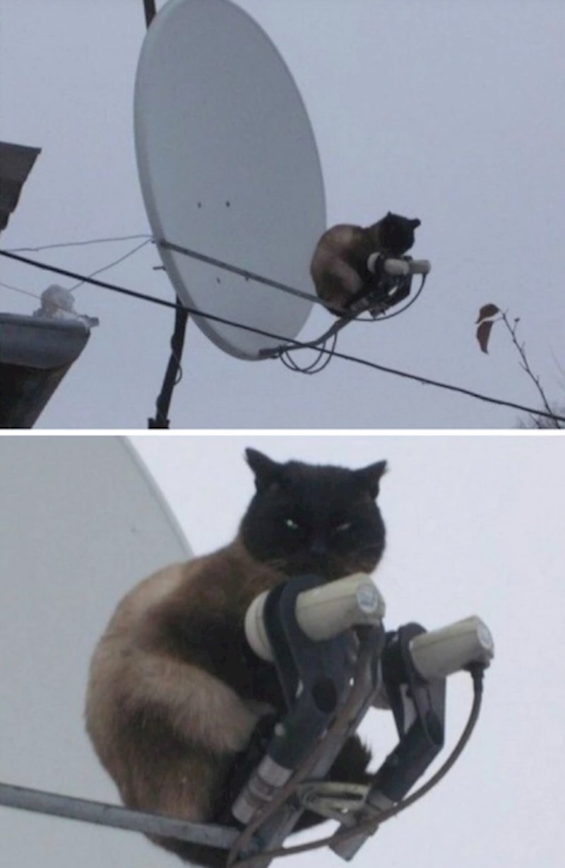 12. Ali ove mačke...