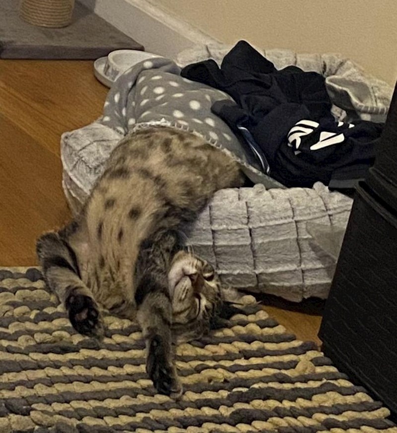 6. "Jučer smo ga doveli iz skloništa. Malo je reći da se udomaćio"