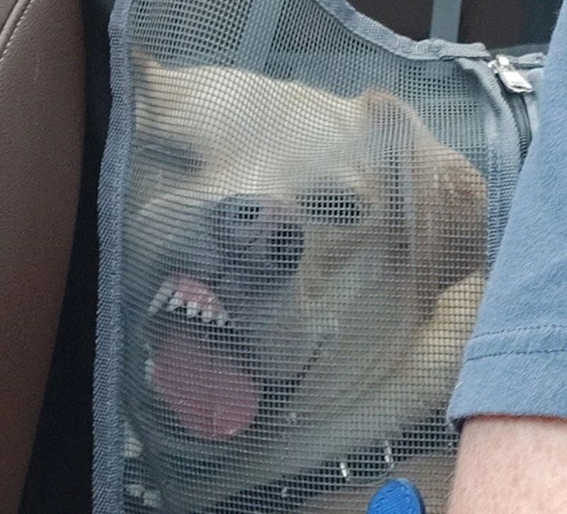 "Ovako nam je zaspao u autu."