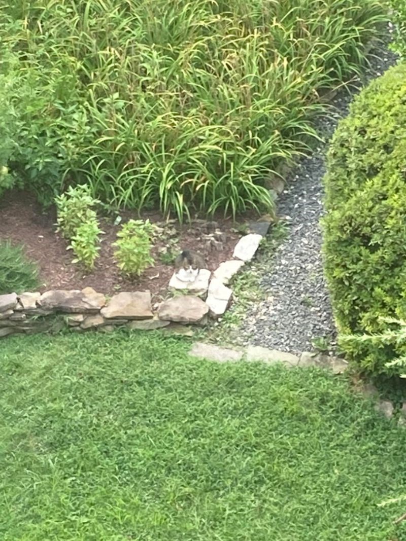 Koliko vam je trebalo da vidite mačku na ovoj slici?