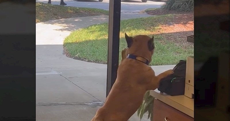 Ljude oduševila urnebesna reakcija ovog buldoga kada je vidio omiljenog poštara, video je hit