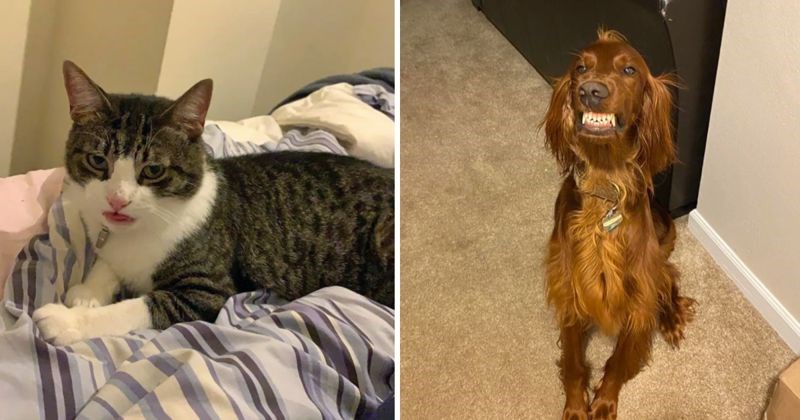 10+ slika životinja koje su vlasnici snimili dok su radili presmiješne grimase