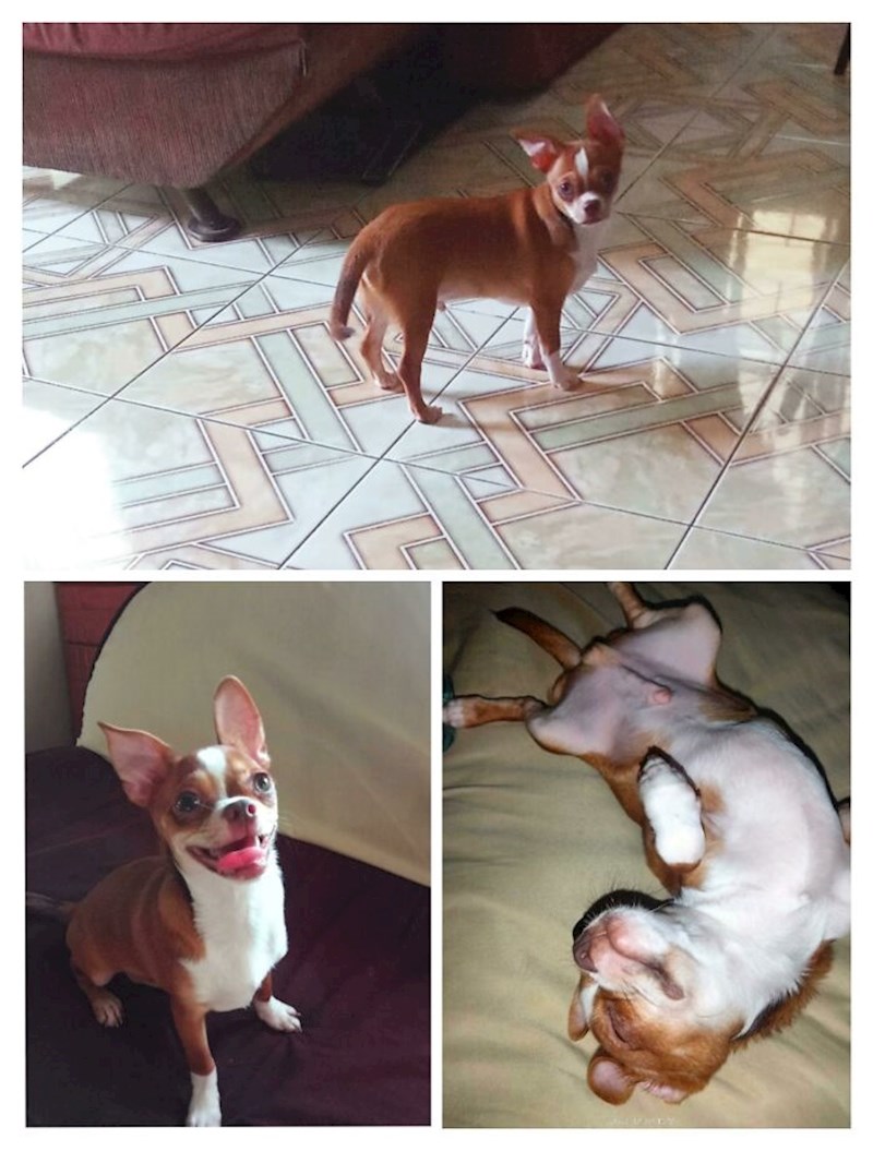 15. "Od uplašenog psića do klupka veselja u nešto više od tjedan dana"