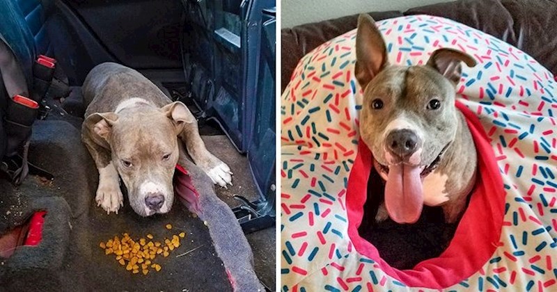 11. "Spasili smo je nakon tornada, sada je naša omiljena maza!"