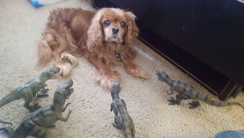 13. "Nije nimalo zadivljen igračkama koje je moj sin postavio oko njega"