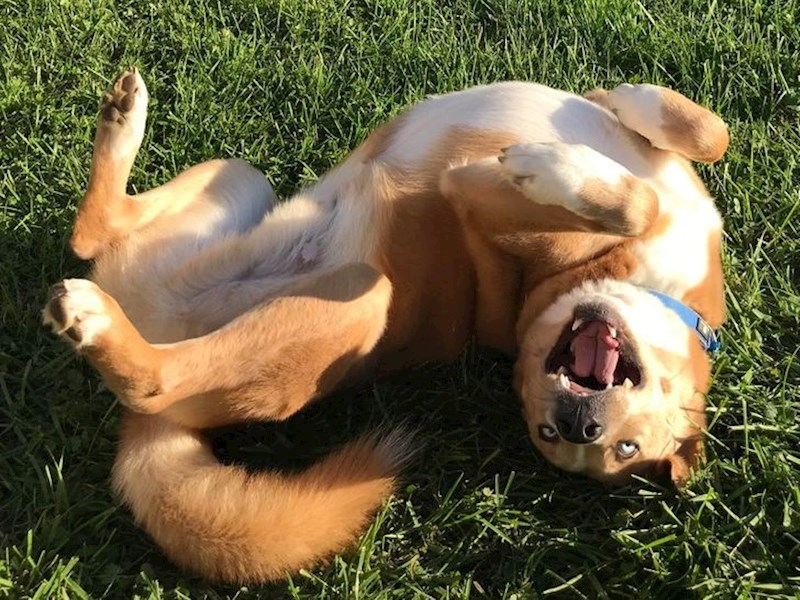 1. "Ali ova sretna faca, pogledajte ga samo"