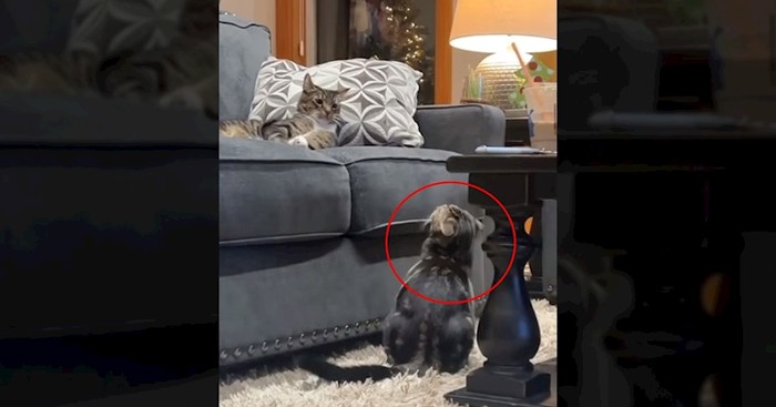 Internetom kruži urnebesan video mačka koji je prvi put vidio drugu mačku, apsolutni je hit!