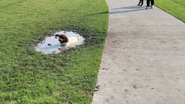 2. Vlasnica je odabrala ovaj park jer u njemu nikad nema lokvi. Ipak...