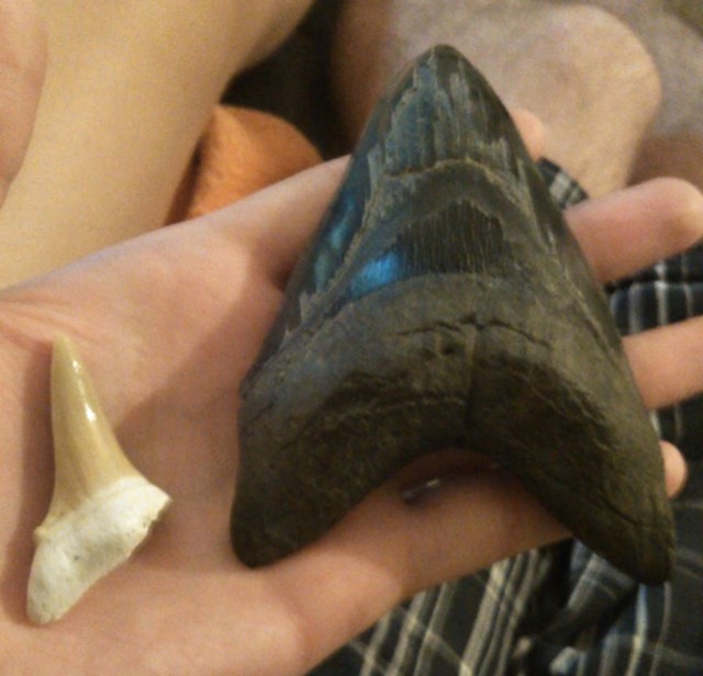 "Usporedba zuba velike bijele psine (lijevo) i megalodona (desno)."