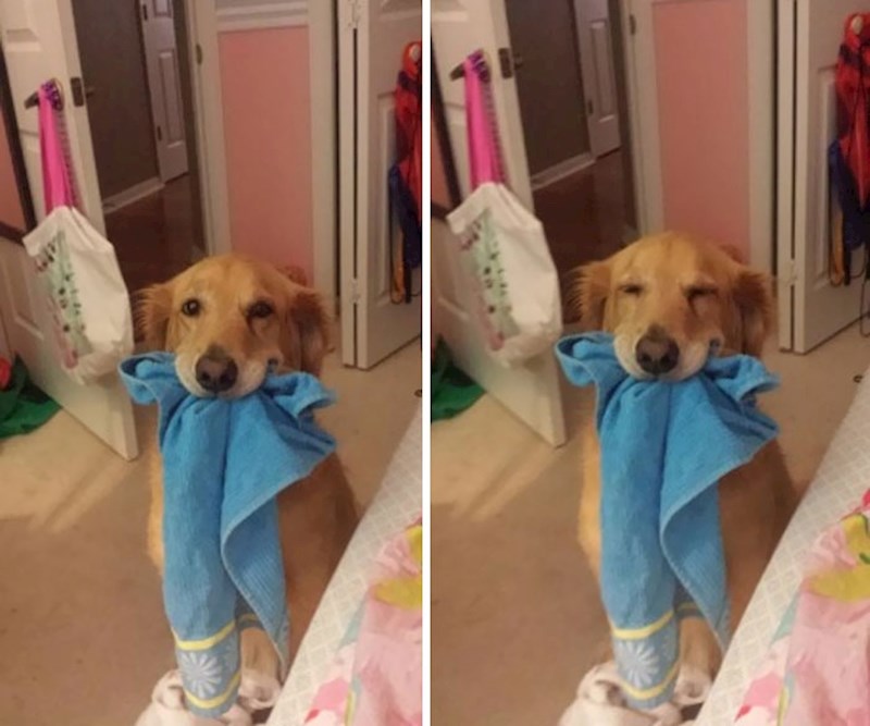 "Kad je sretan uvijek uzme nešto u usta i nosi po kući"