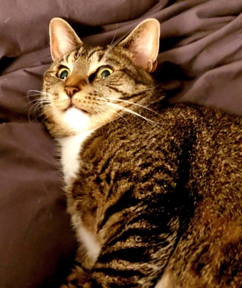 "Vidjela je velikog moljca na stropu."