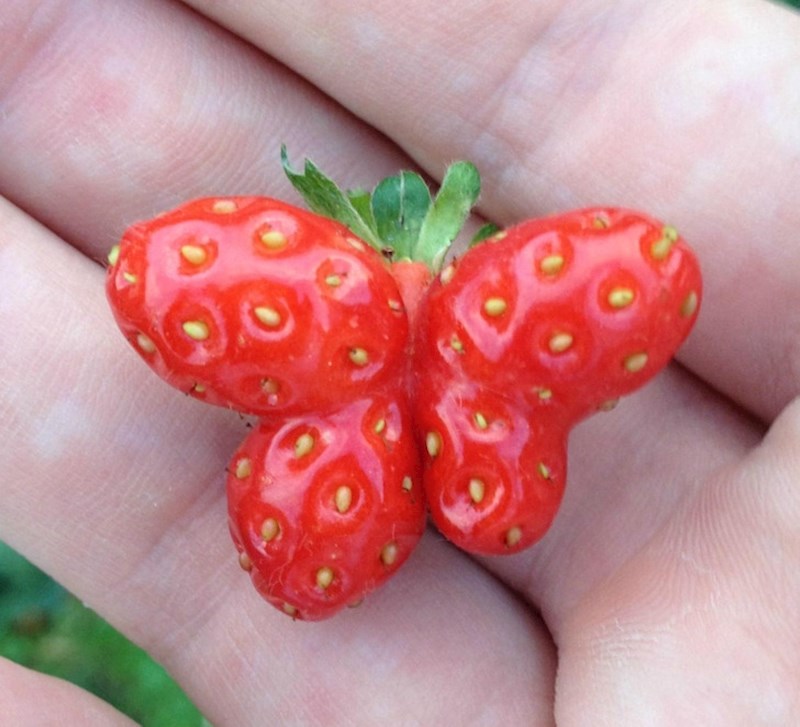 12. "Nikad nisam vidjela slađu jagodu!!"