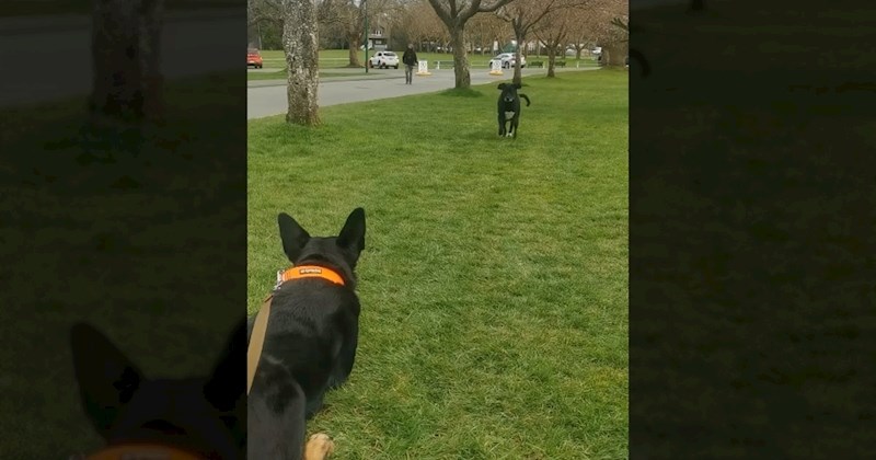 Ovi psi nisu se vidjeli sedam mjeseci, video njihovog ponovnog susreta dirnuo je milijune ljudi