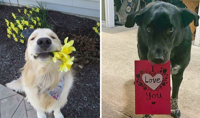 25 fotki pasa i mačaka koji su vlasnike iznenadili najslađim "darovima"
