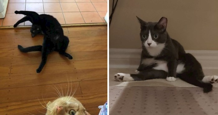 20 smiješnih fotki mačaka zbog kojih su se i njihovi vlasnici zapitali je li sve u redu s njima