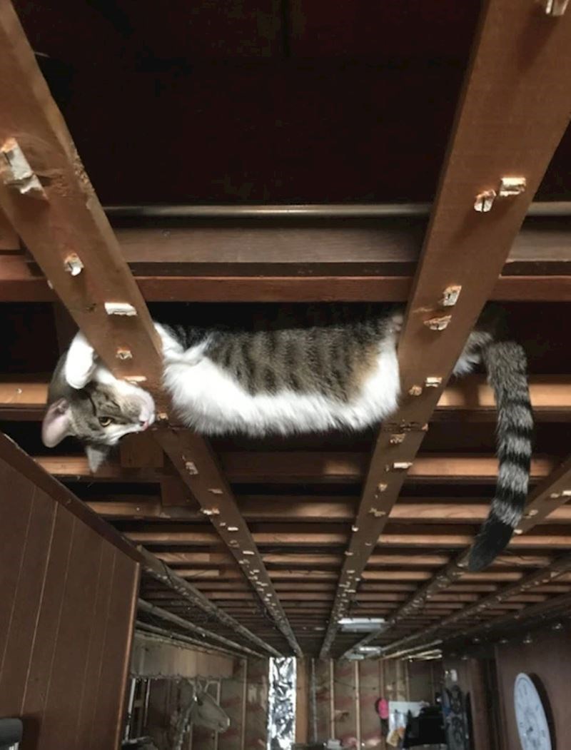 "Tražili smo ga pola sata da bi nas prasac cijelo vrijeme gledao i šutio."