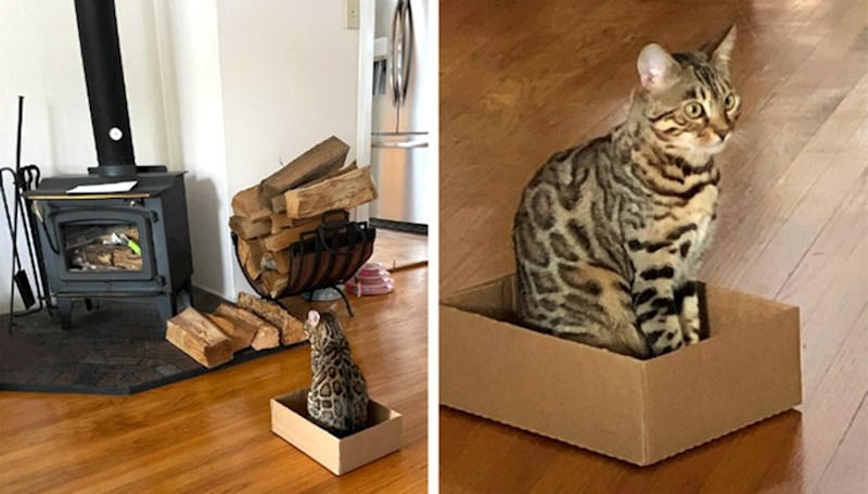 7. "Svi mi koji imamo mačke znamo da nema toga što vole više od kutije. Dobro, možda hranu"