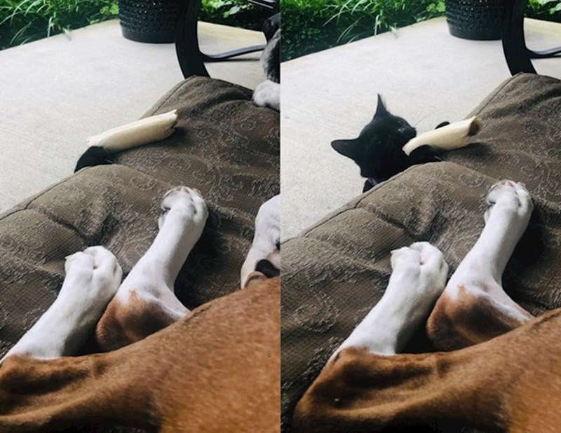 5. Mačak je odlučio ukrasti pseću kost, baš nas zanima kako je to završilo 😃