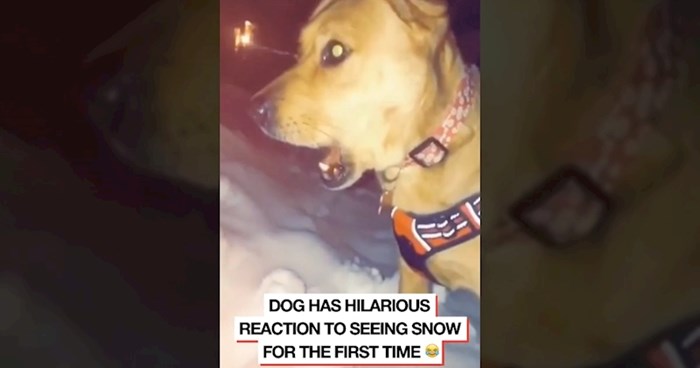 Internetom kruži smiješan video ovog psa, pogledajte kako je reagirao kad je prvi put vidio snijeg