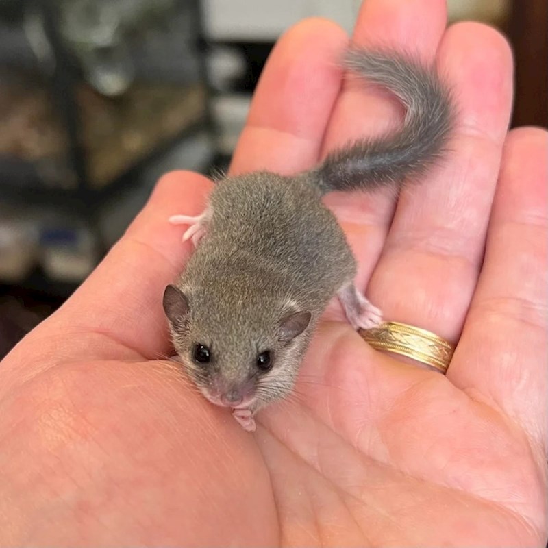 "Pronašao sam mladunče puha, presladak je"