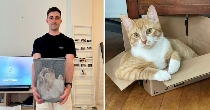 Ove vragolaste mačke više od svega na svijetu vole kutije i košare, pogledajte fotografije