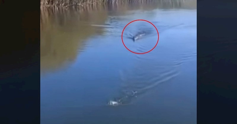 Likovi iz fore odlučili namamiti krokodila, malo je reći da su požalili zbog onoga što se dogodilo