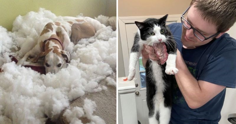 10+ zločestih i smiješnih ljubimaca koji žive prema svojim pravilima i zadaju glavobolje vlasnicima