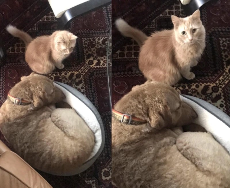 "Pas je zauzeo mačji krevet i pravio se da ne vidi mačku koja nezadovoljno sjedi pokraj njega."