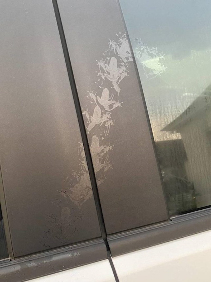 Žaba je skakutala po autu i ostavila tragove