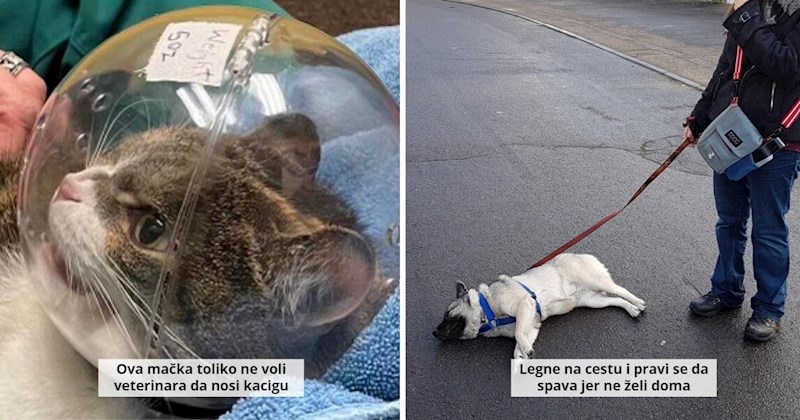 13 kućnih ljubimaca koji uživaju uzrokovati glavobolje svojim vlasnicima, pogledajte smiješne fotke