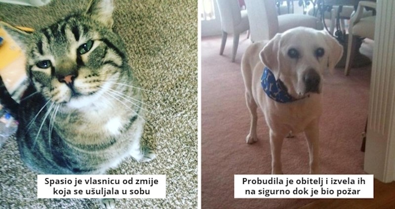 10 nevjerojatnih priča o životinjama koje su riskirale živote kako bi spasile nekoga u nevolji