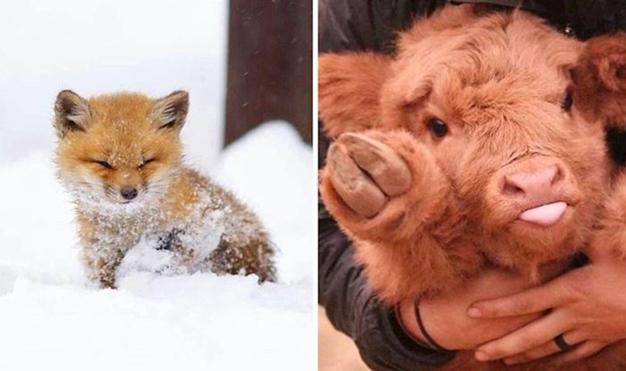 20 preslatkih fotografija mladunčadi životinja zbog kojih će vam odmah biti toplo oko srca