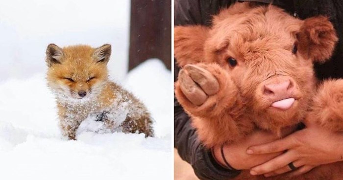 20 preslatkih fotografija mladunčadi životinja zbog kojih će vam odmah biti toplo oko srca