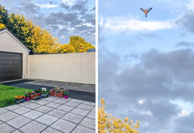 "Moja mama je taman snimila fotku dok je ptica obavljala nuždu."