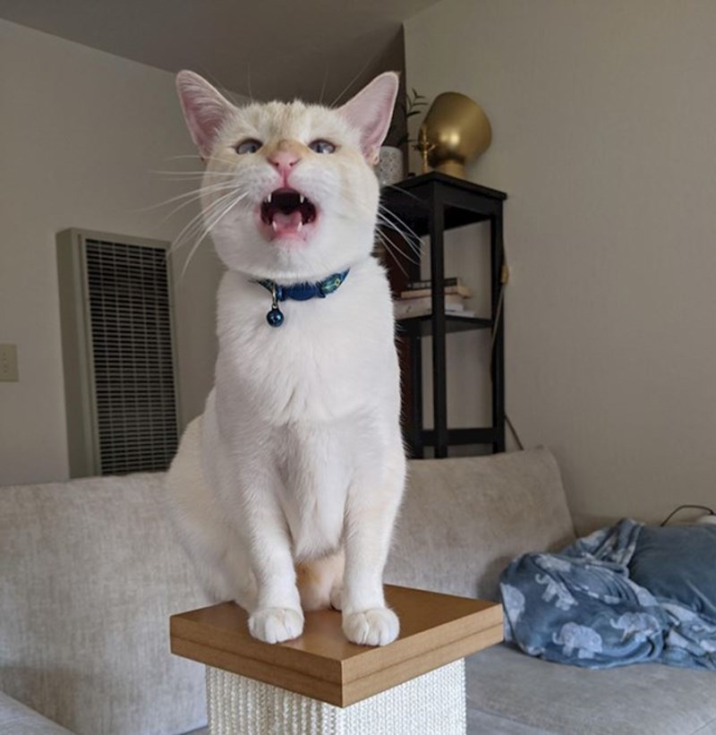 Viče na vlasnicu dok je na videopozivu