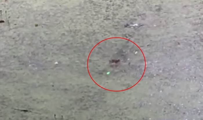 Video aligatora koji lovi laser po površini vode oduševio ljude, odmah će vam biti jasno zašto