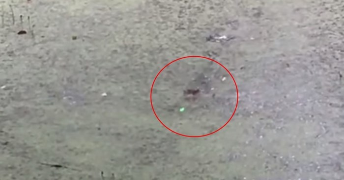 Video aligatora koji lovi laser po površini vode oduševio ljude, odmah će vam biti jasno zašto
