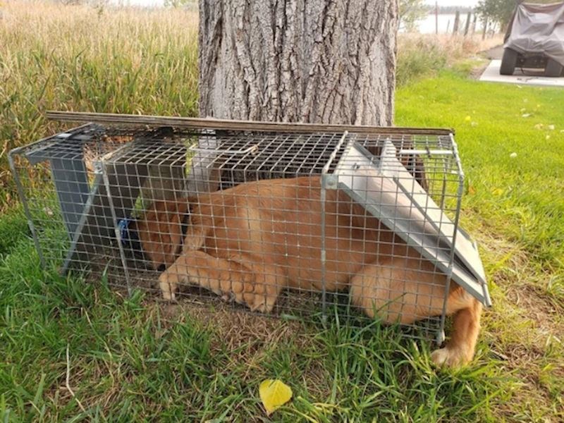 2. Postavili su zamku za rakuna u koju su stavili tunu, ali je pas došao prvi