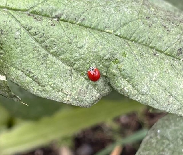 5. Ljudi su pronašli bubamaru bez točkica