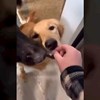 Žena snimala svoje pse dok ih je "hranila" poslasticama, njihova reakcija nasmijat će vas do suza
