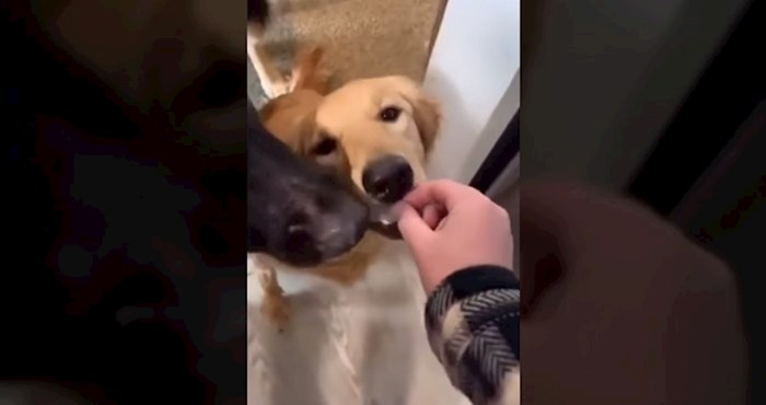 Žena snimala svoje pse dok ih je "hranila" poslasticama, njihova reakcija nasmijat će vas do suza