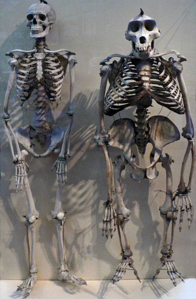 12. Kostur čovjeka u usporedbi s kosturom gorile