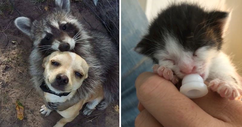 10+ presimpatičnih fotografija životinja koje će vam izmamiti osmijeh na lice