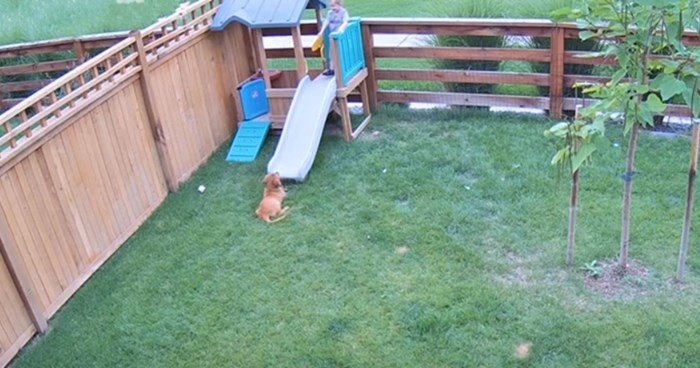 Nadzorna kamera snimila presladak trenutak između dječaka i psa. Video će vam uljepšati dan