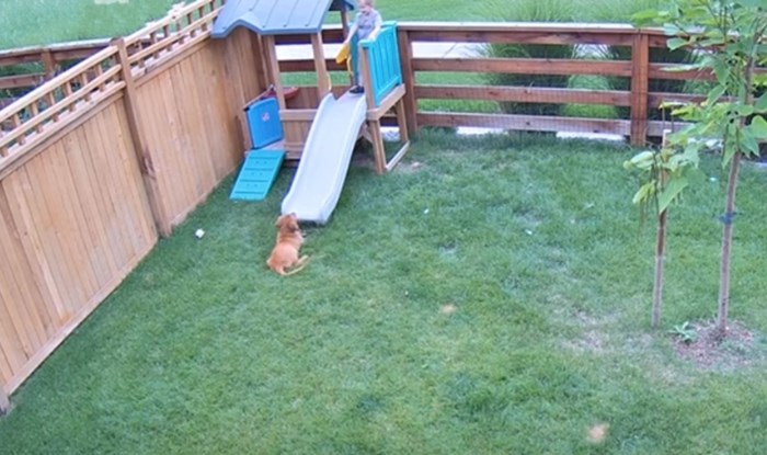 Nadzorna kamera snimila presladak trenutak između dječaka i psa. Video će vam uljepšati dan