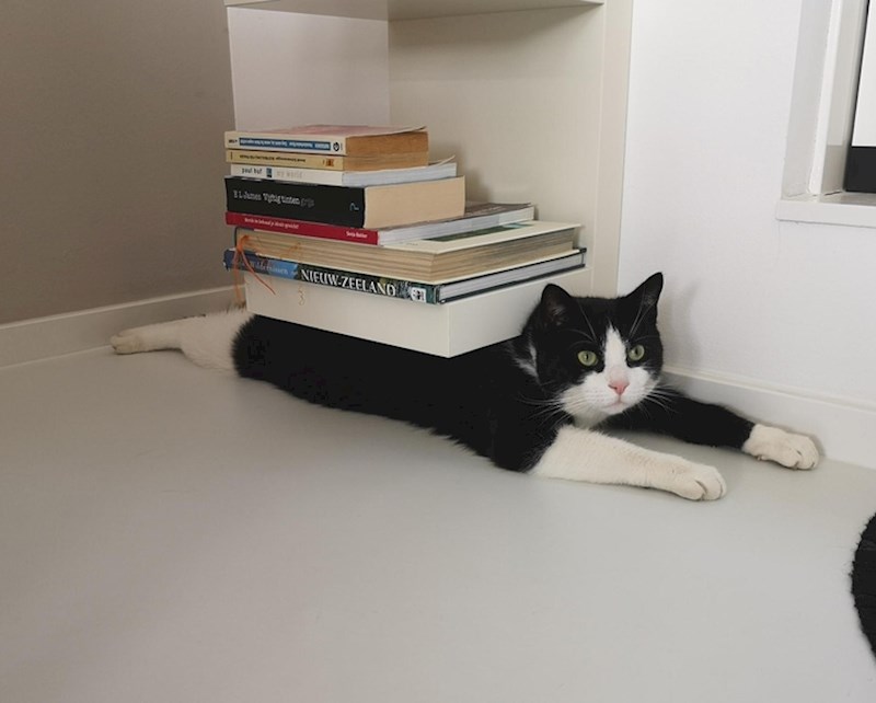 "Mačka moje kolegice dopušta da joj se radi bilo što. Evo i dokaz"