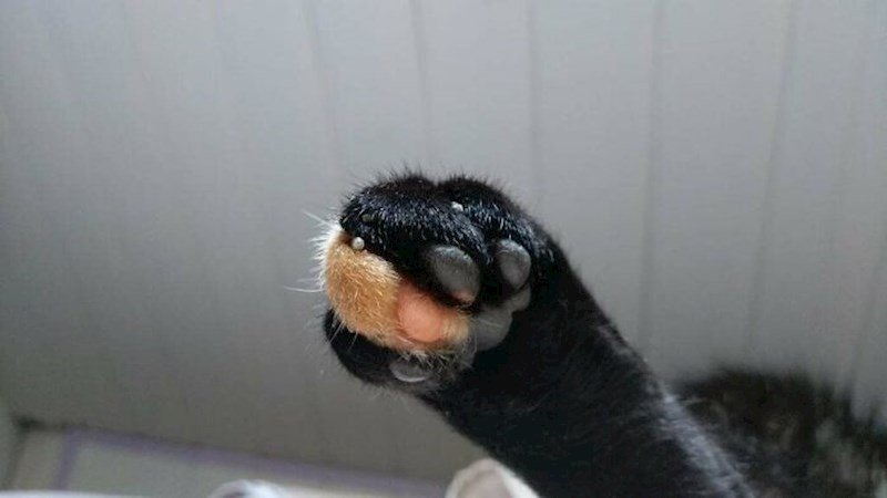 4. A vidi ovu šapicu 😍