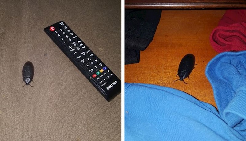 7. "Moj dečko misli da je duhovit s ovim podvalama. Uživa svaki put kad se prestravim"