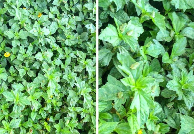 Ako jako približite fotku vidjet ćete puno malih žaba.