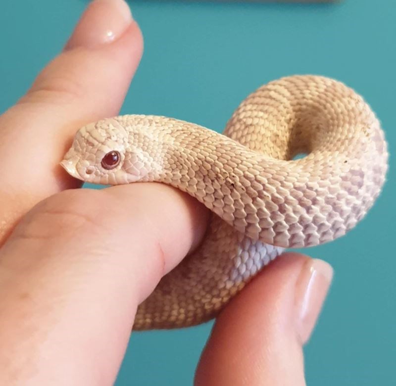 8. Ne volimo zmije, ali moramo priznati da je ova slatka